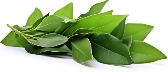 Close-up of various green leaves on white background