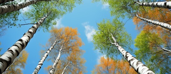 Looking up at a group of birch trees in a forest