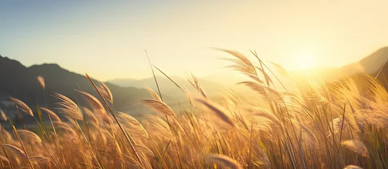 Fotobehang Tall grass field with sun setting behind © Ilgun
