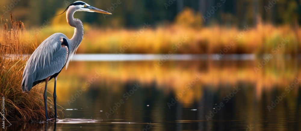 Sticker Heron in Water with Reeds in Background