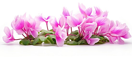 Pink flowers and green leaves on white background