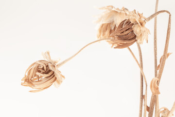 Beautiful beige and brown dried tropical fragile flowers on light background macro