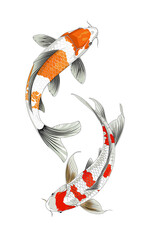 Hand drawn two carps, transparent background.