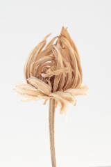 Vertical Beautiful beige and brown dried tropical fragile flower on light background macro