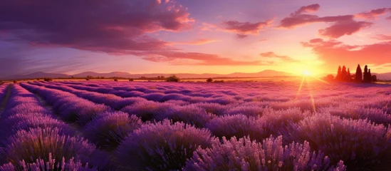 Fotobehang Lavender field under sunset sky with sun setting in background © Ilgun