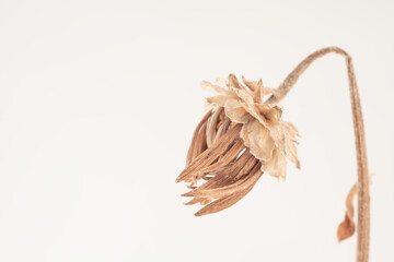 Beautiful beige and brown dried tropical fragile flower on light background with place for text macro