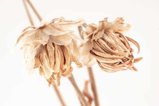 Beautiful beige and brown dried tropical fragile flowers in the middle on light background macro