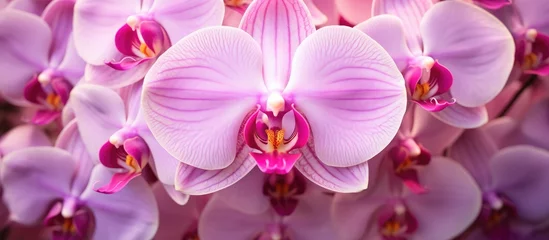 Foto op Canvas Purple orchids blooming group garden © Ilgun