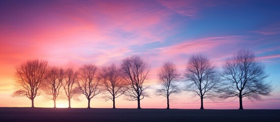 Group of trees in field at sunset