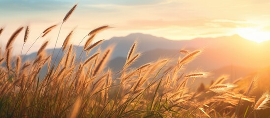 Tall grass field with sunset - Powered by Adobe