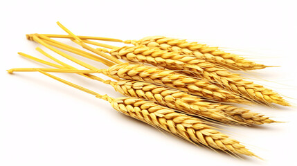 Ears of wheat on a white background close-up. Isolated