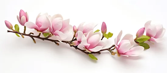 Gordijnen Branch of pink flowers on a magnolia spring flower © Ilgun