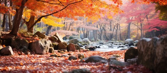 Autumn leaves and rocks in foreground