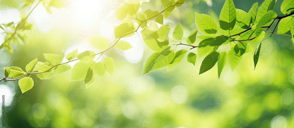 Poster sunlight filtering through tree foliage