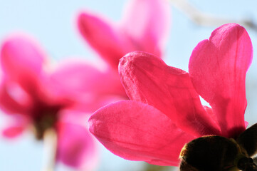  lovely magnolia blossom in springtime