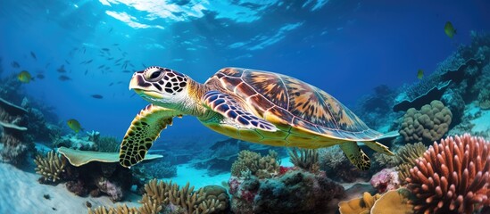 Turtle swimming among ocean corals with fish