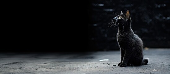 A black cat gazing upwards on the ground