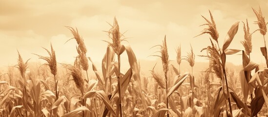 A field of corn in sepia tones