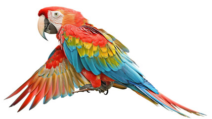 Macaw in Watercolor on isolated white background. PNG Format