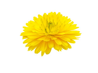 Calendula officinalis bright yellow flower isolated transparent png. Marigold flowering medicinal plant. 