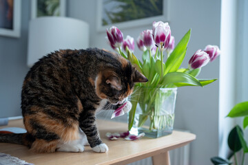 Domestic funny cat playing with tulip flowers holding petals in paw sitting on table. Multicolored...
