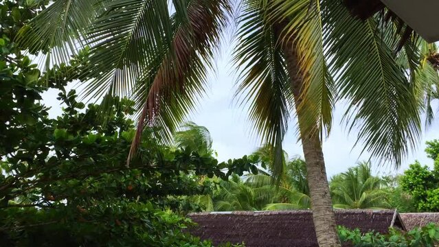 The view at the palm tree leaves and the rooftops of the bungalows in the background at Solangon Beach resort in Siquijor Island. A relaxing resort on a tropical island in the Philippines.