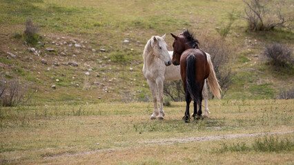 White and sorrel wild horse stallions facing off before fighting  in the Salt River desert area...