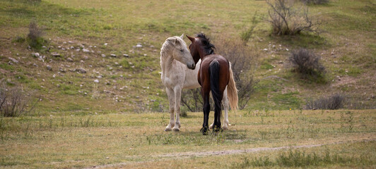 White and chestnut wild horse stallions facing off before fighting  in the Salt River desert area...