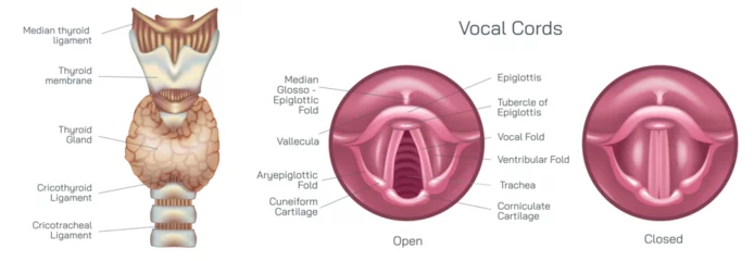 Fotobehang the vocal cords, or vocal folds, are two muscular bands inside the throat or voice box that produce the sound of your voice vector illustration. Closed and open folds. they help breathe and swallow. © Anshuman