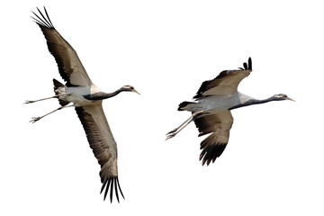 Common cranes in flight on isolated transparent background