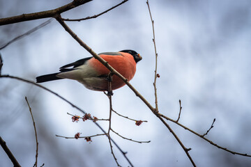 A male Eurasian bullfinch sits on a branch without leaves and looks toward the camera lens on a sunny spring day. Close-up portrait of a male bullfinch.