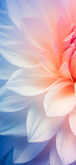 Pink and blue lotus flower.