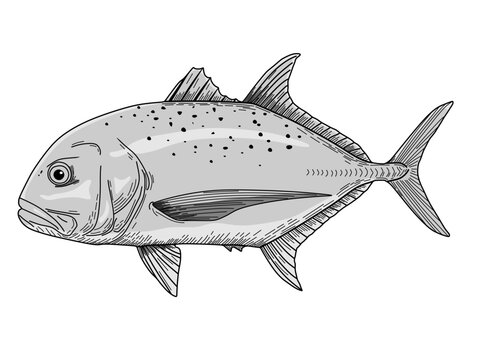 giant trevally vector illustration