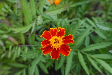 Top view of red and yellow flower head of single flowered french marigolds in mid July