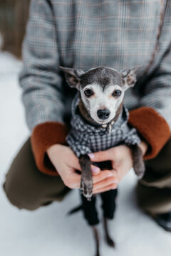 An old dog of the toy terrier breed in the arms of the owner
