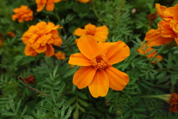Closeup of orange flower of Tagetes patula in July