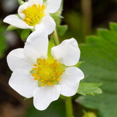 Flowering strawberry bush in the garden in springtime.