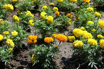 Flowers of yellow and orange Tagetes erecta in July