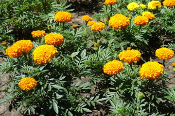 Orange and yellow flowers of Tagetes erecta in July