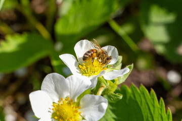 Flowering strawberry bush with a bee in the garden.
