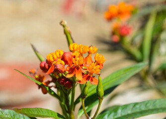 close up orange flower in the garden asclepias curassavica pollen macro milkweed bud bloom
