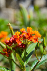 Close up flower in the garden, nature milkweed herb flora bloom background