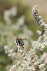 Close up wild fly on aerva javanica flower plant leaf. natural herbals flora 
