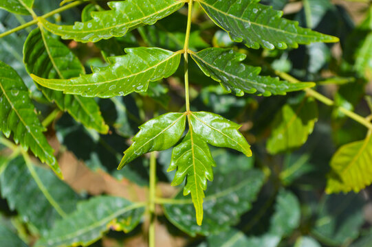 Neem plant green leaf in garden, herb tree ayurvedic