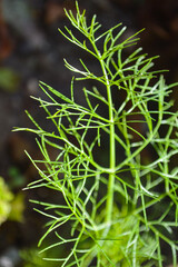close up of a fern, macro plant leaf natural background