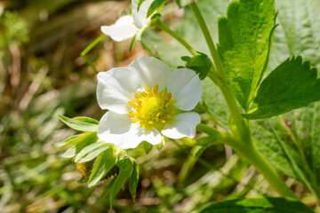 Flowering strawberry bushes in the garden.