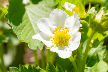 Flowering strawberry bushes in the garden.