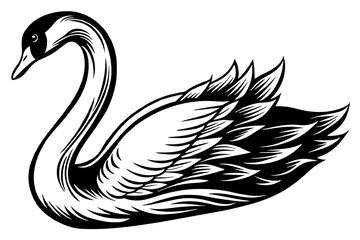 swan  silhouette  vector and illustration