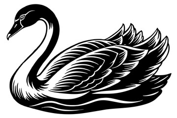 swan  silhouette  vector and illustration