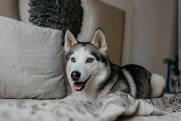 A Husky dog on the couch in the apartment. A dog with blue eyes.